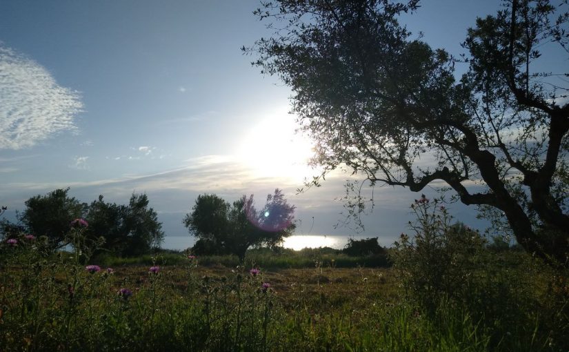 Sunrise, Olivetree and Sea